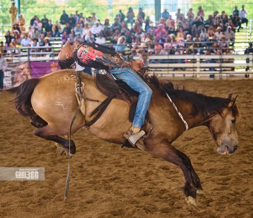 A competitor in the Ranch Bronco Riding competition leans back for balance.